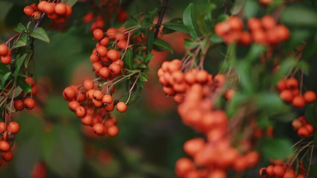 Orange firethorn Pyracantha coccinea berries
