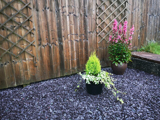 Purple slate chippings used as ground cover in a garden with plants and fence - UK