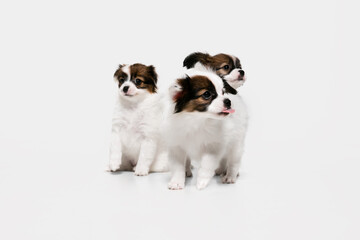 Friends. Papillon Fallen little dogs is posing. Cute playful braun doggies or pets playing on white studio background. Concept of motion, action, movement, pets love. Looks happy, delighted, funny.