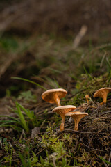 Brown Edible Mushrooms in a Forest