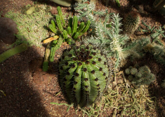Exotic cactus plantation. Overhead closeup view of green Echinopsis thionantha long tall cactus with spines, growing in the greenhouse. 