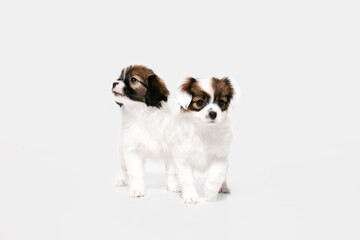 Friends. Papillon Fallen little dogs is posing. Cute playful braun doggies or pets playing on white studio background. Concept of motion, action, movement, pets love. Looks happy, delighted, funny.