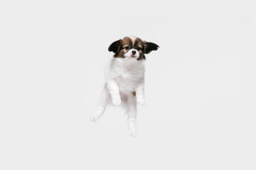 Jumping high. Papillon Fallen little dog is posing. Cute playful braun doggy or pet playing on white studio background. Concept of motion, action, movement, pets love. Looks happy, delighted, funny.