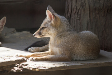 The Bengal fox (Vulpes bengalensis), also known as the Indian fox, sitting sad in the cage staring at cage bars, Wild animals in captivity,