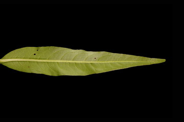 Water Pepper (Persicaria hydropiper). Leaf Closeup