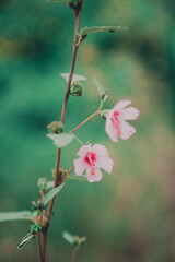 Roadside grass flowers
