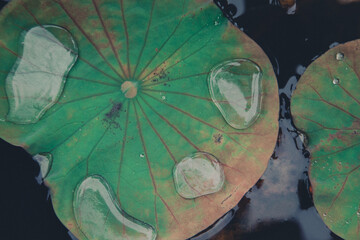 Lotus leaf waterlogging