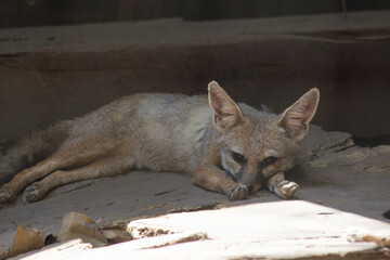 Sad Bengal fox (Vulpes bengalensis), also known as the Indian fox, sitting sad in the cage staring at cage bars, Wild animals in captivity,