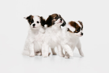 Naklejka na ściany i meble Friends. Papillon Fallen little dogs is posing. Cute playful braun doggies or pets playing on white studio background. Concept of motion, action, movement, pets love. Looks happy, delighted, funny.