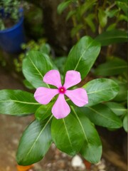 pink flower