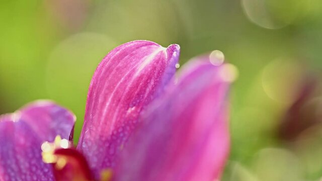 Pink dahlia flower under spray