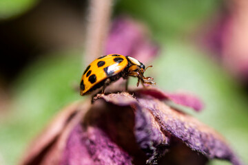 Macro photo. Small red-orange ladybug. Soft and blurred background.