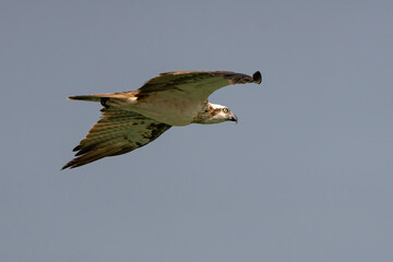 Osprey flying over the coast of Doha, Qatar