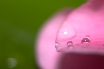 Close up of water drops on a pink leaf of a flower on a green background. Selective focus. Delicate Macro wallpaper.