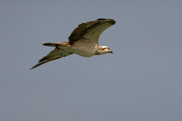 Osprey flying over the coast of Doha, Qatar