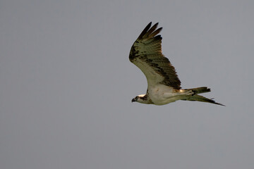 Osprey flying over the coast of Doha, Qatar