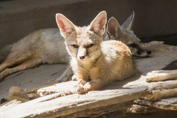 Two The Bengal fox (Vulpes bengalensis), also known as the Indian fox, sitting sad in the cage staring at cage bars, Wild animals in captivity,