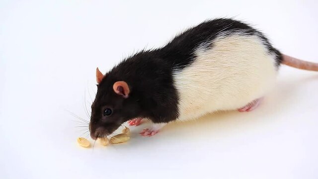 Cute black and white domestic rat eating peanuts on white background