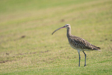 Eurasian Curlew in a public park in Doha, Qatar