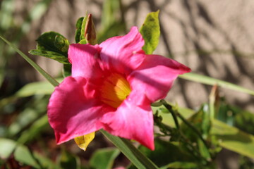 pink and yellow flower