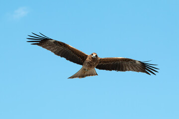 Adult red eagle fly on blue sky background; Japanese eagle at Enoshima during summer season