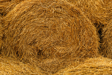 background of golden hay close up