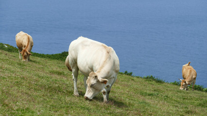 Cows grazing on a hillside by the sea