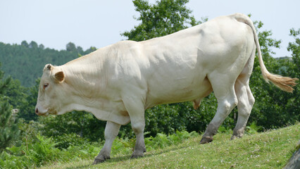 Ox down the slope of a mountain