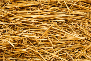 background of golden hay close up