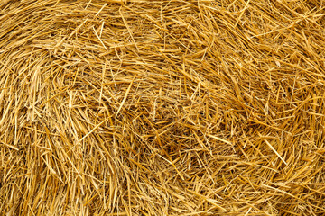 background of golden hay close up