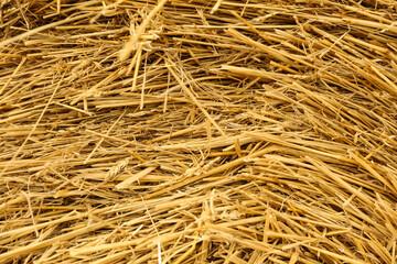 background of golden hay close up
