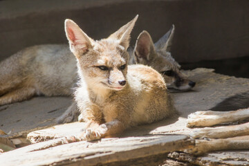 Two The Bengal fox (Vulpes bengalensis), also known as the Indian fox, sitting sad in the cage staring at cage bars, Wild animals in captivity,