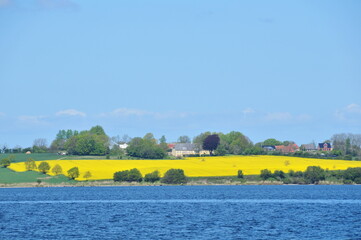 Rapsfelder an der Ostsee