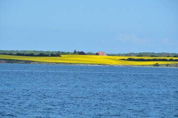 Rapsfelder an der See