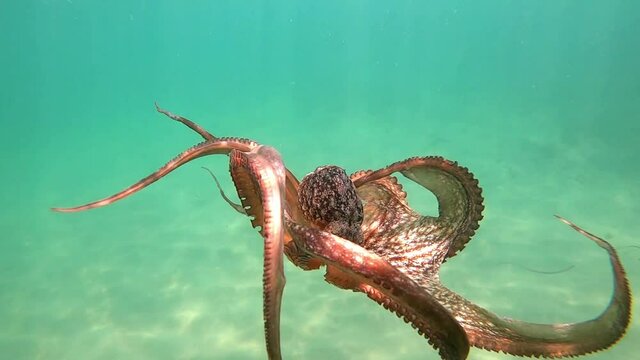 Wild octopus swimming in slow motion underwater. An octopus open arms slowly like dancing under water in the mediterranean sea. One octopus at the sea. Wild Octopuses.