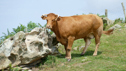 Ox by a rock on the top of a mountain