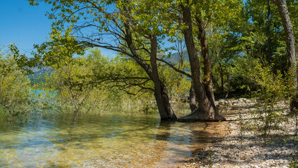 Tree in the water of the lake of Esparron