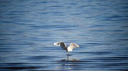 Great Egret on a lake prespa in macedonia