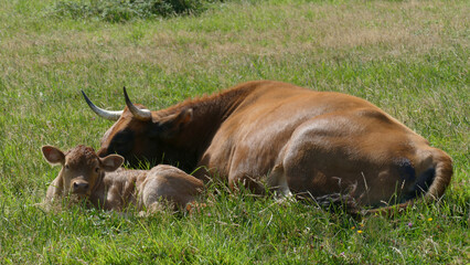 Cow and calf resting on the mountain in the sun