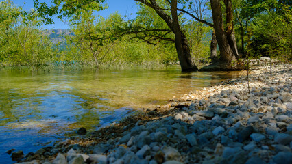 Tree in the water of the lake of Esparron