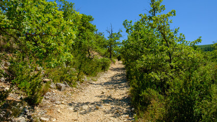 Fototapeta na wymiar Path into the forest in the summer, Provence