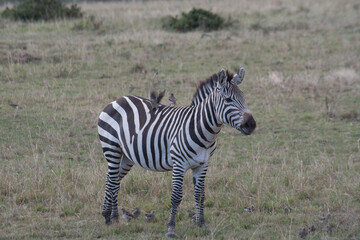 Fototapeta na wymiar zebra in the safari - Masai Mara, Kenya