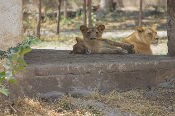 Aggressive and Conscious Mother lioness looking around her cub and curious about hunters and...