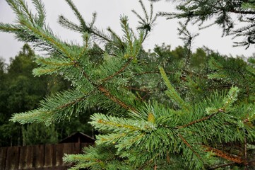 Spruce branches with drops