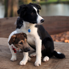 Portrait d'un Border Collie en extérieur.