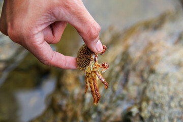 human holding the crab in hand