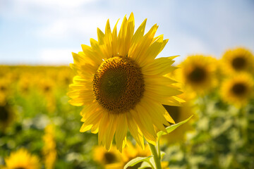 summer sunny weather sunflower seeds