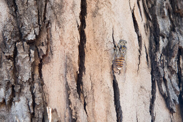A closeup of a cicada on a eucalyptus tree bark