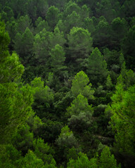 Naklejka na ściany i meble An abstract shot of layers of green trees on a hillside