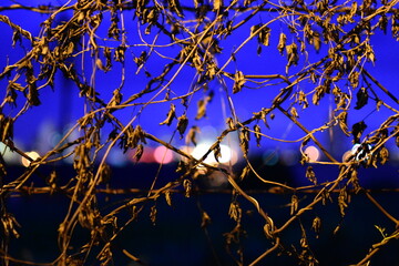 branches against sky